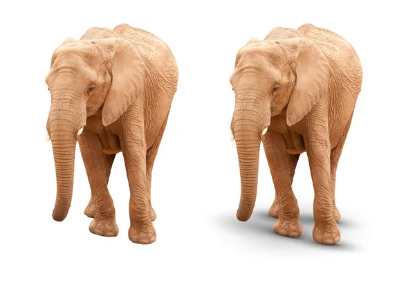 Ausgewachsener Elefant Isoliert Auf Weißem Grund Mit Und Ohne Schatten — Stockfoto