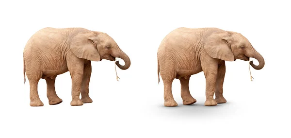 Elefantenbaby Isoliert Auf Weiß Mit Und Ohne Schatten — Stockfoto