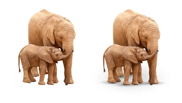 小象和母象在有阴影和无阴影的白象上分离 — 图库照片
