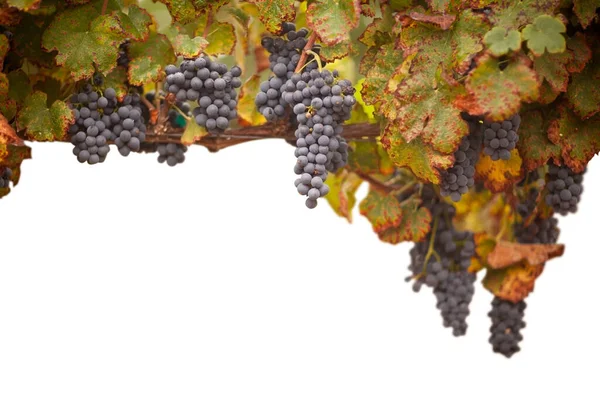 Beautiful Lush Wine Grapes Leaves Vineyard Border Isolated White Background — Stock Photo, Image