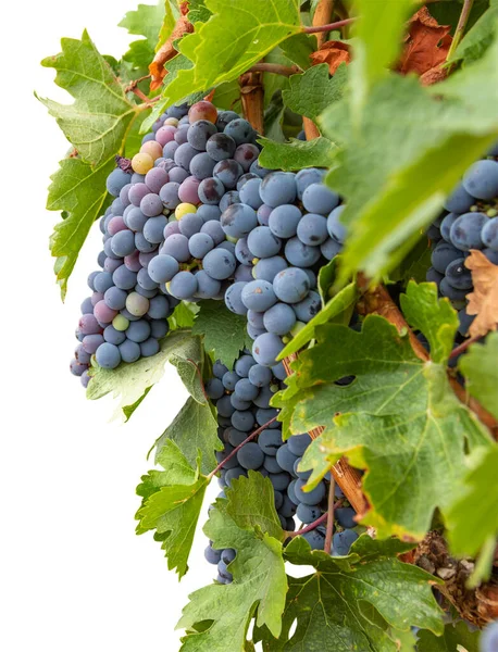 Hermosas Uvas Vino Exuberante Hojas Frontera Del Viñedo Aislado Sobre — Foto de Stock
