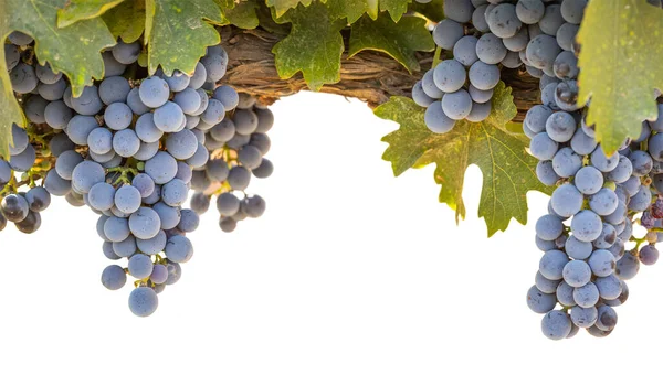 美丽的郁郁葱葱的葡萄酒 葡萄和树叶在葡萄园边 与白色背景隔离 — 图库照片