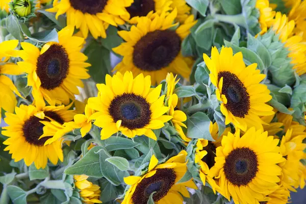 Selezione Girasoli Biologici Appena Raccolti Mostra Mercato Degli Agricoltori All — Foto Stock