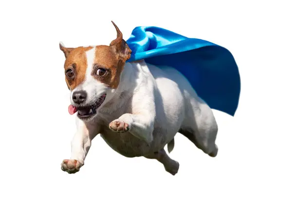ハッピーフライングジャックラッセルテリア犬とブルーケープが飛んでいます 透明なPng — ストック写真
