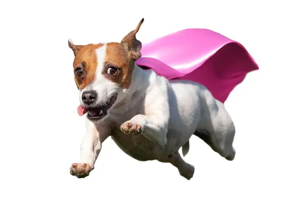 ハッピーフライングジャックラッセルテリア犬とピンクケープが空中で飛んでいます 透明なPng — ストック写真