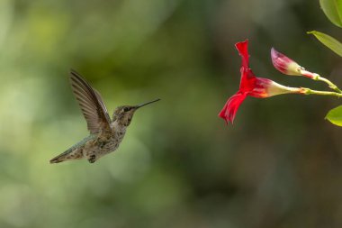 Anna 'nın sinekkuşu (Calypte Anna) Kızıl Mandevilla' nın tadını çıkarıyor..
