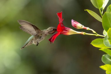 Anna 'nın sinekkuşu (Calypte Anna) Kızıl Mandevilla' nın tadını çıkarıyor..