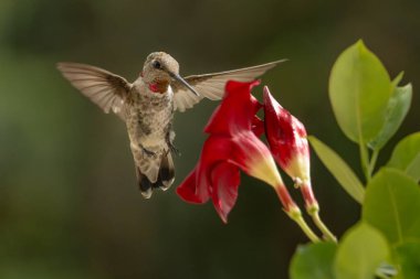 Anna 'nın sinekkuşu (Calypte Anna) Kızıl Mandevilla' nın tadını çıkarıyor..