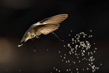 Anna's hummingbird (Calypte anna) Enjoying the Water Fountain Drops. clipart