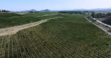 Temecula Wine Country California, ABD 'deki Üzüm bağı üzerinde insansız hava aracı uçuşu.