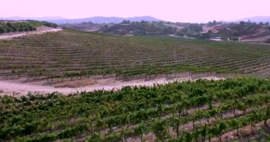 Temecula Wine Country California, ABD 'deki Üzüm bağı üzerinde insansız hava aracı uçuşu.