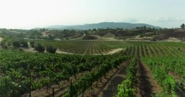 Temecula Wine Country California, ABD 'deki Üzüm bağı üzerinde insansız hava aracı uçuşu.