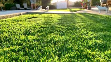 Şirin Maltese Yavruları Çimenlerde Yavaş Oynuyor.