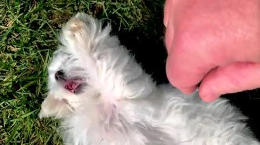Şirin Maltese Yavrusu Çimenlerde Yavaş Adam Hareketiyle Sırtüstü Oynuyor.