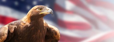 Kaliforniya Altın Kartalı Amerikan Bayrağının Önünde.