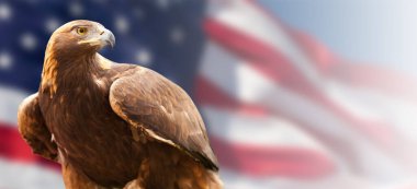 Kaliforniya Altın Kartalı Amerikan Bayrağının Önünde.