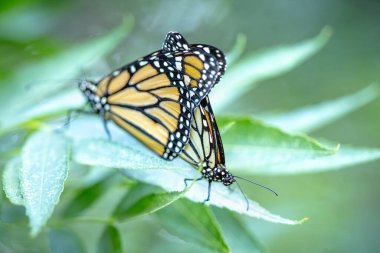 Nesli tükenmekte olan Kral Kelebeklerinin Yeşil Yeşiller üzerindeki Çiftleşme Davranışı.