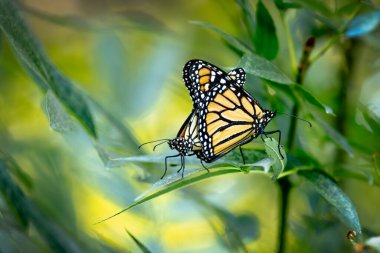 Nesli tükenmekte olan Kral Kelebeklerinin Yeşil Yeşiller üzerindeki Çiftleşme Davranışı.