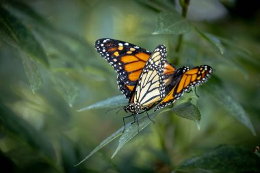 Nesli tükenmekte olan Kral Kelebeklerinin Yeşil Yeşiller üzerindeki Çiftleşme Davranışı.