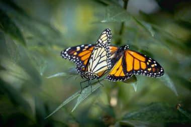 Nesli tükenmekte olan Kral Kelebeklerinin Yeşil Yeşiller üzerindeki Çiftleşme Davranışı.