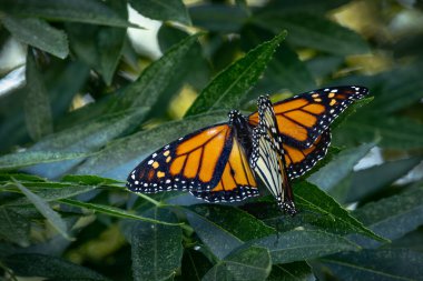 Nesli tükenmekte olan Kral Kelebeklerinin Yeşil Yeşiller üzerindeki Çiftleşme Davranışı.