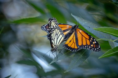 Nesli tükenmekte olan Kral Kelebeklerinin Yeşil Yeşiller üzerindeki Çiftleşme Davranışı.
