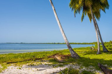 Küba 'daki Zapata Yarımadası' ndaki Playa Larga 'daki güzel sahil.