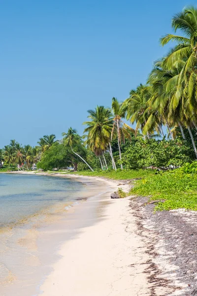 古巴Zapata半岛自然保护区Playa Larga美丽的海滩 图库图片