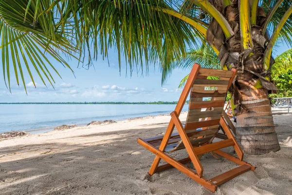 古巴Playa Larga海滩上的躺椅和棕榈树 图库图片