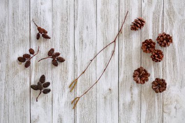 Küçük çam kozalakları ve bir Douglas köknar konisi, kırsal kesimlerde alder tomurcukları ve catkins 'in yaşam bileşimi. Yukarıdan yatay olarak görüntülendi.