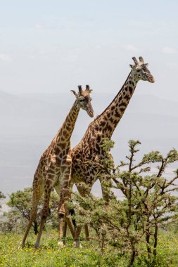 Vahşi Zürafalar Ngorongoro Krateri, Tanzanya