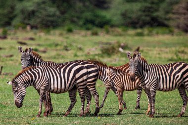 Tanzanya 'daki Manyara Gölü Ulusal Parkı' nda Zebralar