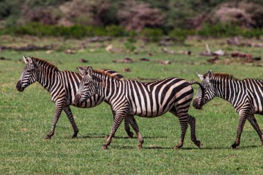 Tanzanya 'daki Manyara Gölü Ulusal Parkı' nda Zebralar