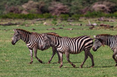 Tanzanya 'daki Manyara Gölü Ulusal Parkı' nda Zebralar