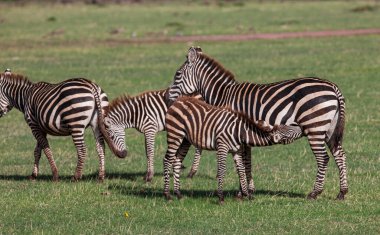 Tanzanya 'daki Manyara Gölü Ulusal Parkı' nda Zebralar