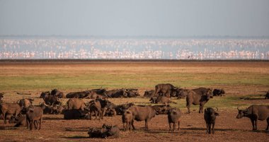 Tanzanya 'daki Manyara Gölü Ulusal Parkı' nda Afrika bufaloları