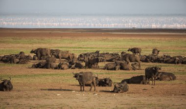 Tanzanya 'daki Manyara Gölü Ulusal Parkı' nda Afrika bufaloları