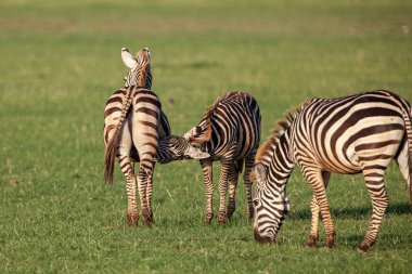 Tanzanya 'daki Manyara Gölü Ulusal Parkı' nda Zebralar