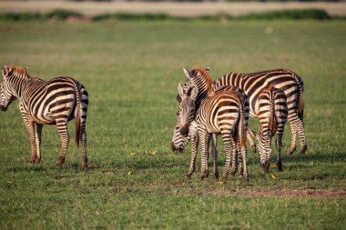 Tanzanya 'daki Manyara Gölü Ulusal Parkı' nda Zebralar