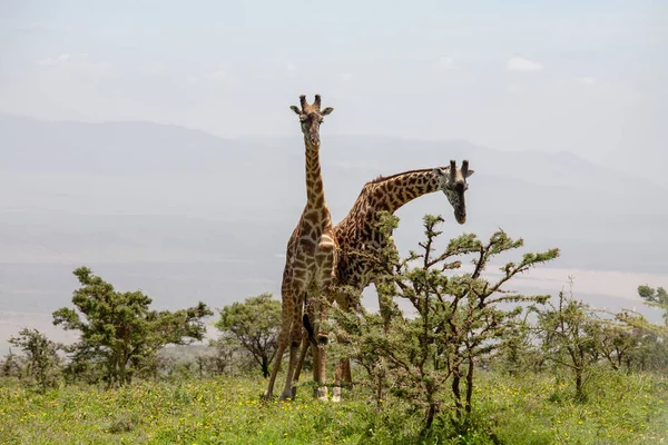 stock image Wild Giraffes at Ngorongoro Crater, Tanzania