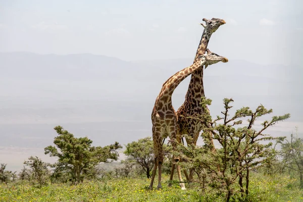 Wild Giraffes Ngorongoro Crater Tanzania — Stock Photo, Image