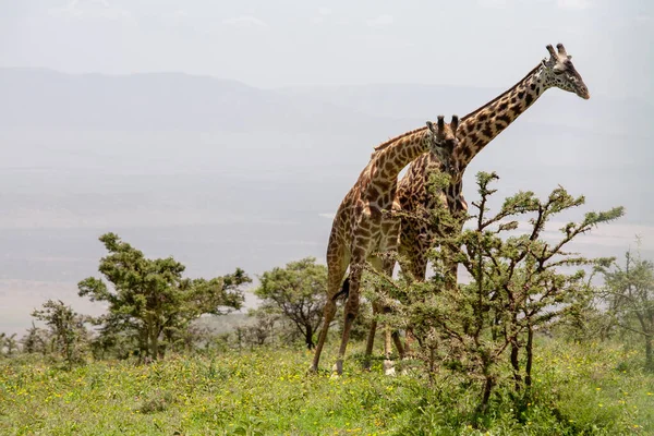 Girafes Sauvages Cratère Ngorongoro Tanzanie — Photo