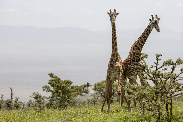 Wild Giraffes Ngorongoro Crater Tanzania — Stock Photo, Image