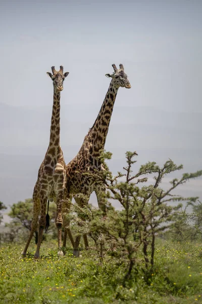 Giraffe Selvatiche Cratere Ngorongoro Tanzania — Foto Stock