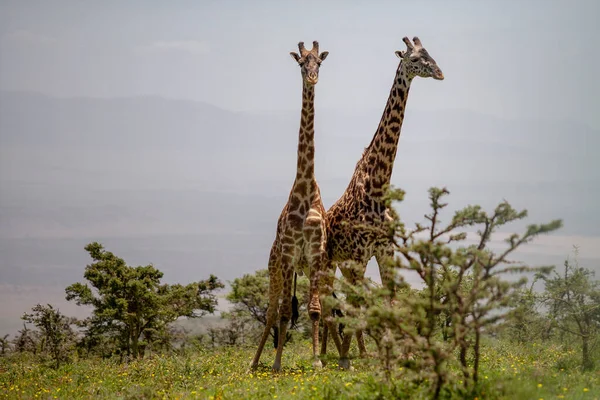 Wilde Giraffen Ngorongoro Crater Tanzania — Stockfoto