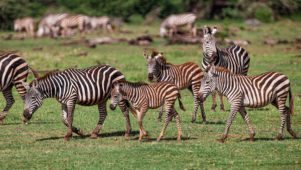 Zebras in the Lake Manyara National Park, Tanzania
