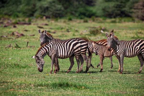 Tanzanya Daki Manyara Gölü Ulusal Parkı Nda Zebralar — Stok fotoğraf