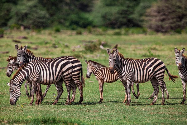 Zebrák Manyara Nemzeti Parkban Tanzánia — Stock Fotó
