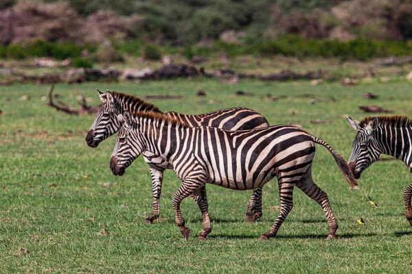 Zebras Lake Manyara National Park Tanzania — Stock Photo, Image