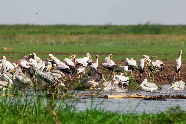 Witte Pelikanen Het Lake Manyara National Park Tanzania — Stockfoto